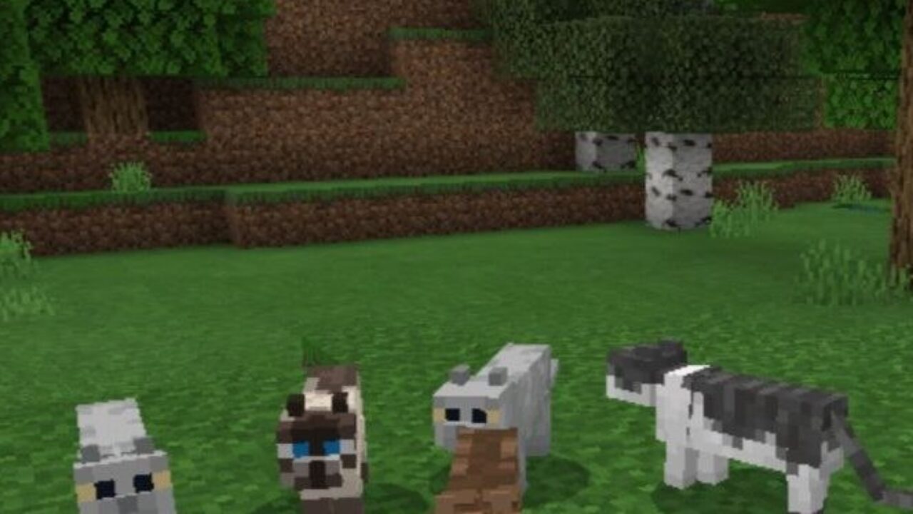 Мод на Кошек для Minecraft PE